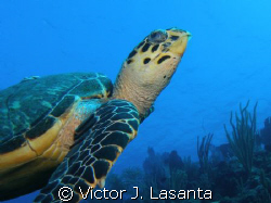 close look to lola the turtle!!! in two for you dive site... by Victor J. Lasanta 